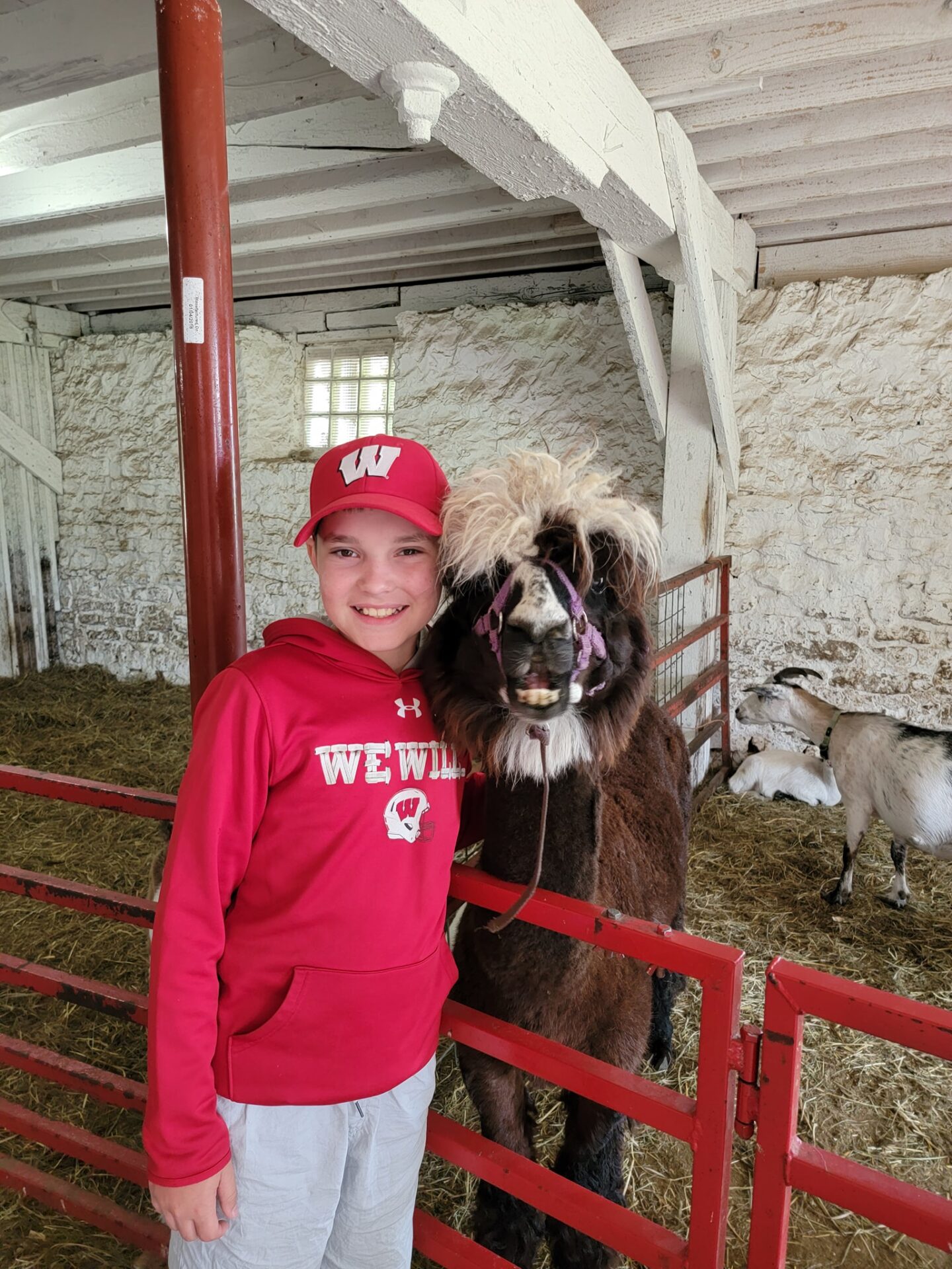 A Boy in a Red Hoodie With an Alpaca