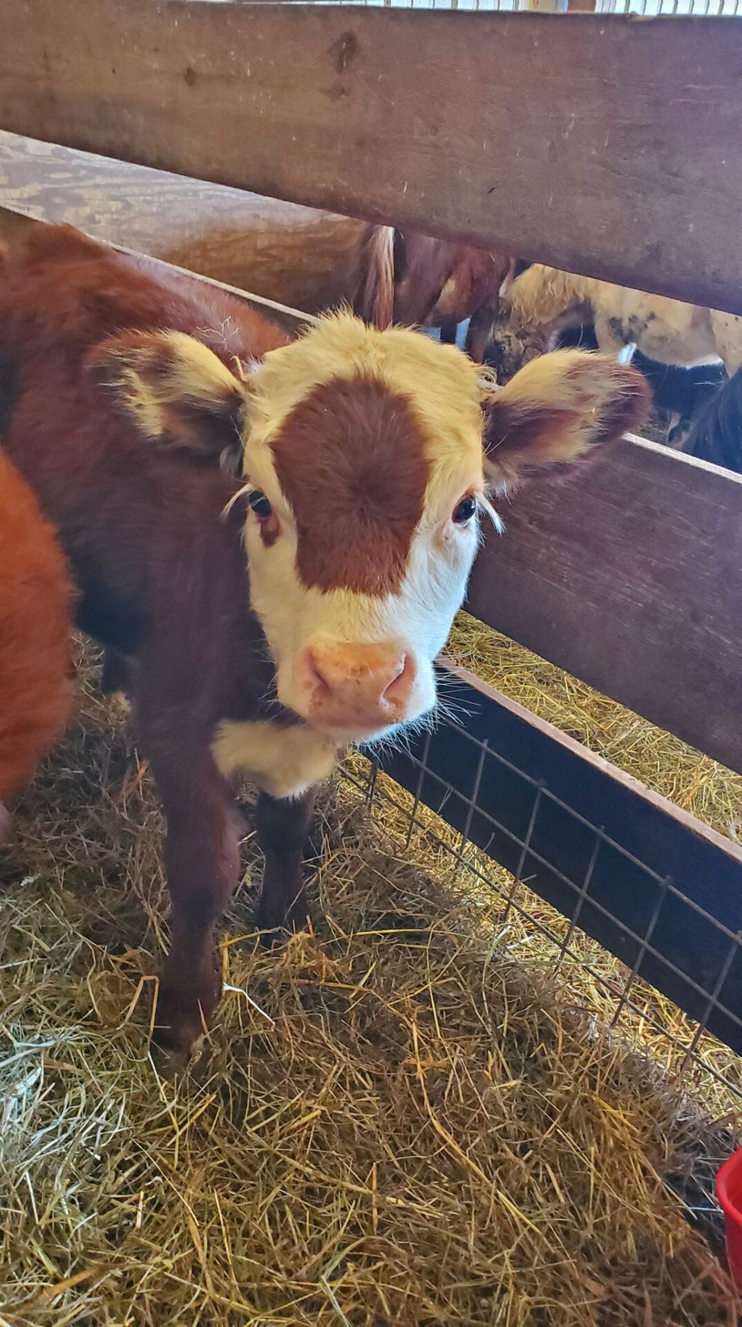 A Baby Calf Tied to a Farm With a Straw Farm