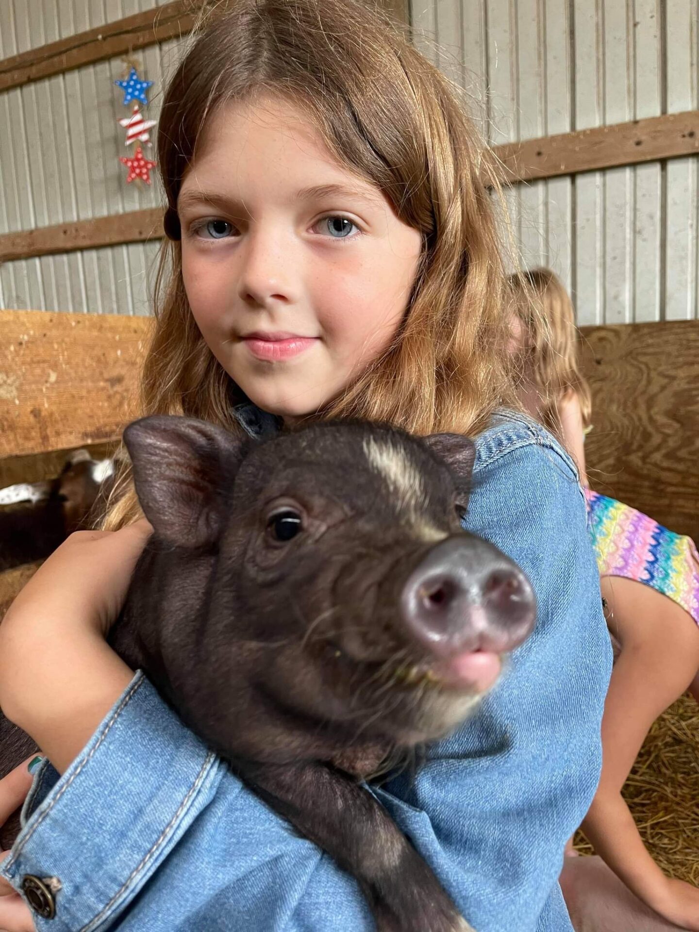 A Little Girl in Blue Holding a baby Calf