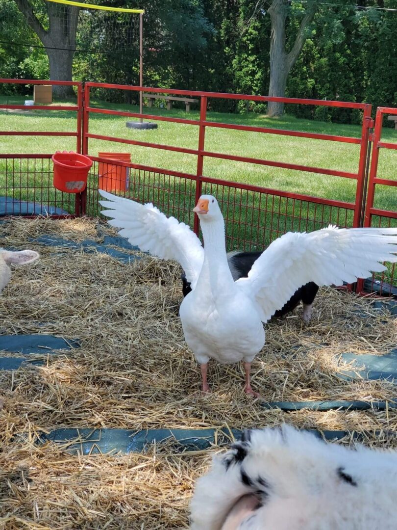 A Flying Goose With White Color on a Straw Land