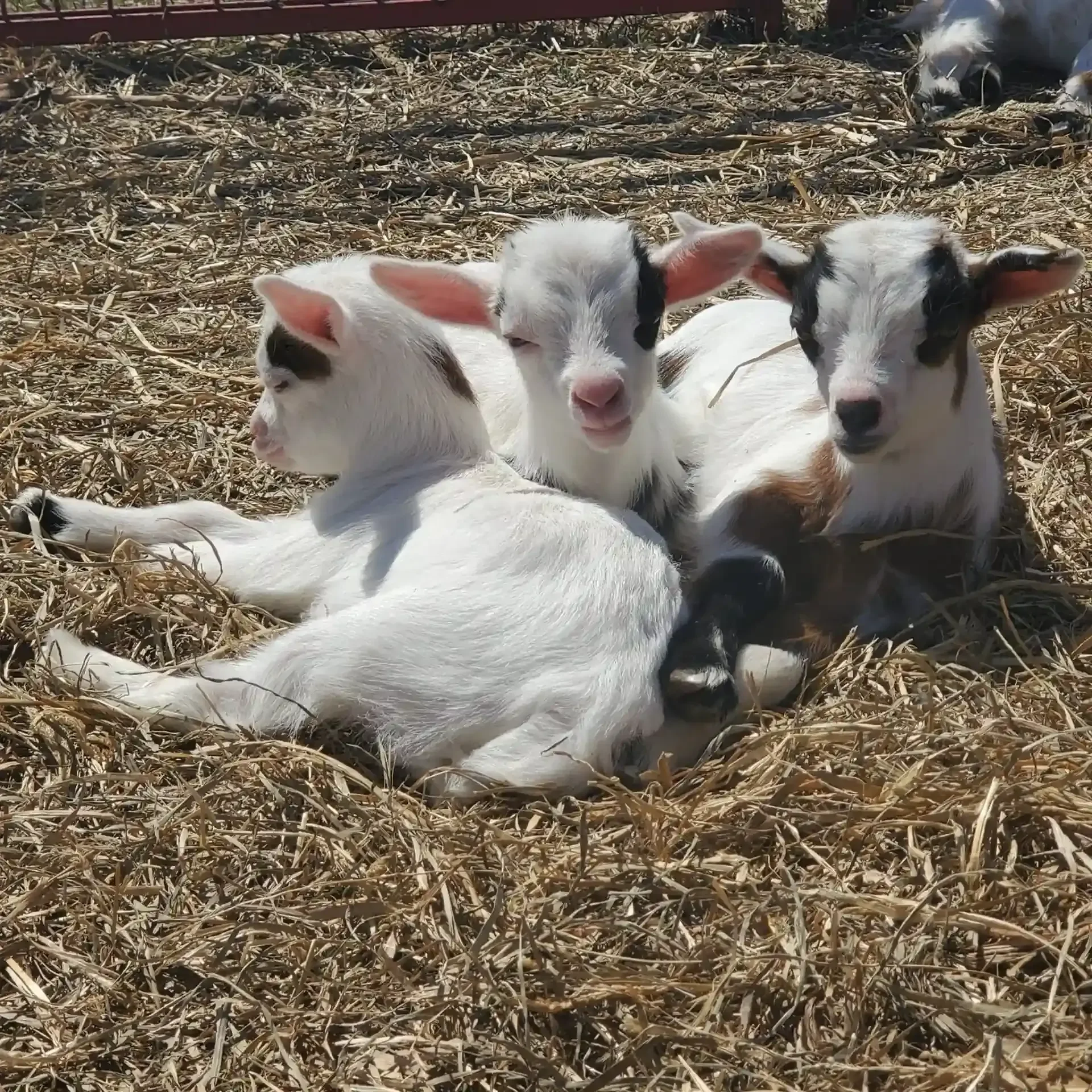 baby-goats-scaled-circle-circle (1)