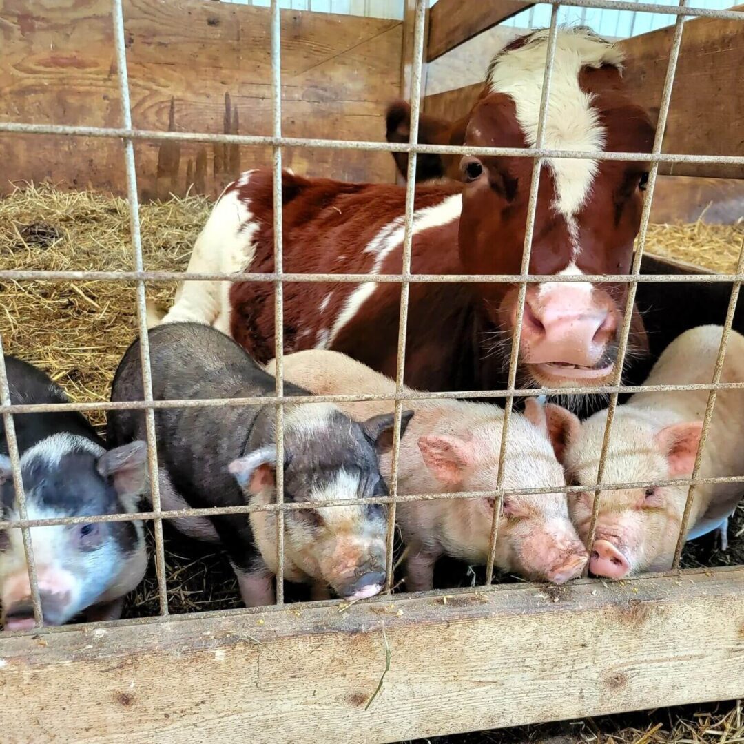 piglets-and-cow-1-scaled-circle